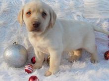 Labrador Retriever puppies