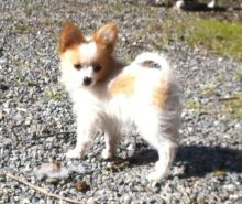 Papillon puppies