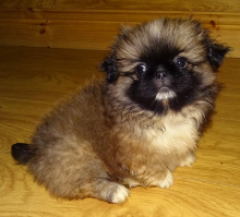 Pekingese Puppies