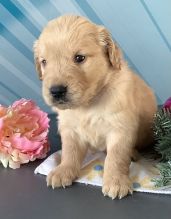 stunning golden retriever puppies ready