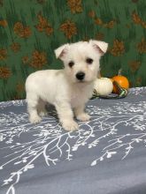 Westie puppies