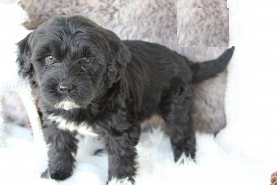 CBCA Portuguese Water Dog puppies Image eClassifieds4u