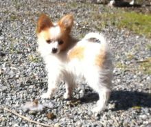Papillon puppies Image eClassifieds4U
