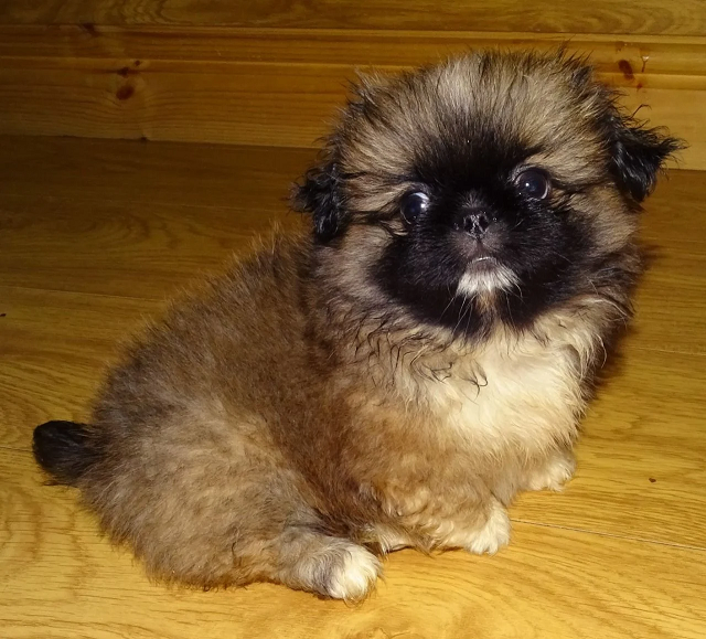 Pekingese Puppies Image eClassifieds4u