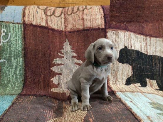 Weimaraner puppies Image eClassifieds4u