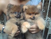 Well brought up pom puppies for Xmas(kittypergan@gmail.com)