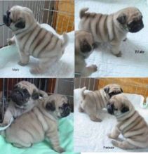 Top Quality pug Puppies Avialable( kittypergan@gmail.com) Image eClassifieds4U