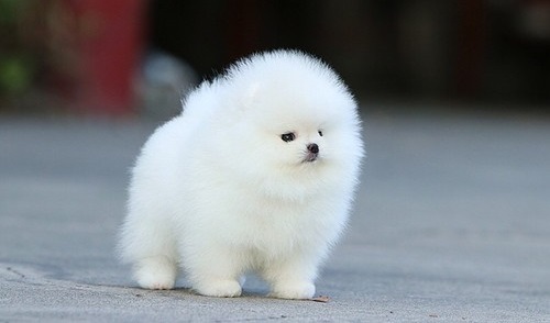 C.K.C MALE AND FEMALE POMERANIAN PUPPIES AVAILABLE Image eClassifieds4u