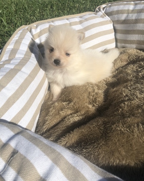 ❤️❤️ Healthy Reg Pomeranian babies available❤️❤️ Image eClassifieds4u