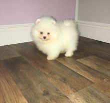 Adorable snow White Pomeranian Puppies Male and Female For Adoption