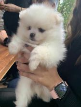Adorable snow White Pomeranian Puppies Male and Female For Adoption