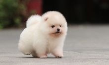 Adorable snow White Pomeranian Puppies Male and Female For Adoption