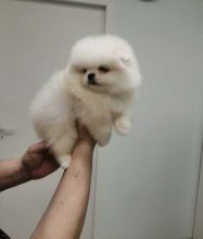 Adorable snow White Pomeranian Puppies Male and Female For Adoption