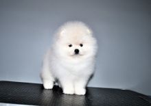 Adorable snowWhite Pomeranian Puppies Male and Female For Adoption
