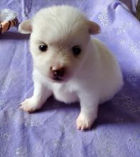 baby faces and beautiful white pomeranian puppies