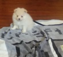 Home raised Pomeranian puppies