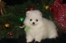 Joyful Pomeranian Puppies male and female puppies for adoption