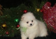 Pomeranian Puppies For Adoption