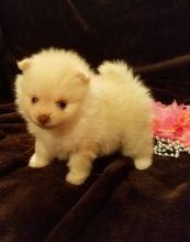 Pomeranian puppies for adoption