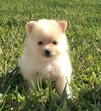 Pomeranian Puppies For Adoption Asap