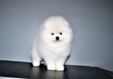 Stunning Pomeranian puppies ready now