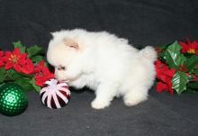 Such Little Ice White Tea Cup Pomeranian Puppies