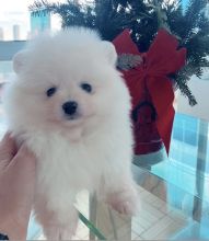 Total Luxury Ice White Tea Cup Pomeranian Puppies