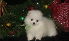 Two Pomeranian puppies ready now,