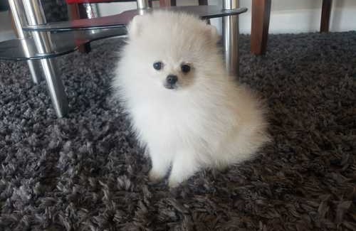 Ckc Pomeranian Puppies Image eClassifieds4u