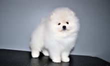 Adorable snow White Pomeranian Puppies Male and Female For Adoption Image eClassifieds4U