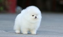 Two Gorgeous Teacup Pomeranian Puppies Available. Image eClassifieds4U