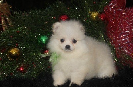 Pomeranian Puppies Available Image eClassifieds4u
