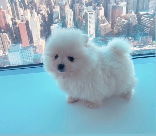 Prodigious POMERANIAN Puppies for a Good Homes. Image eClassifieds4u