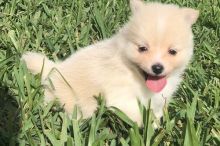 Home raised pomeranian puppies for rehoming