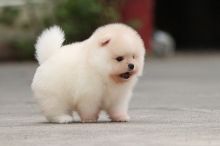 Adorable outstanding pomeranian puppies