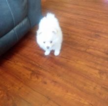 Afectionate Pomeranian Puppies for Free