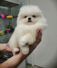 Excellent And Jovial male and female Pomeranian For you.