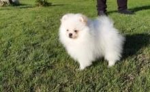 Male and Female pomeranain puppies Availabl