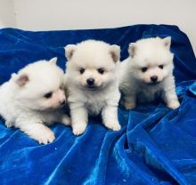 Male and Female pomeranian Puppies available for adoption.