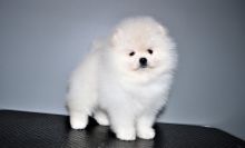 Miniature pomeranian puppies available.