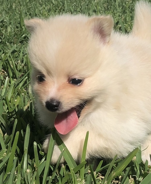 10 weeks old, utd on shots and wormings. Image eClassifieds4u