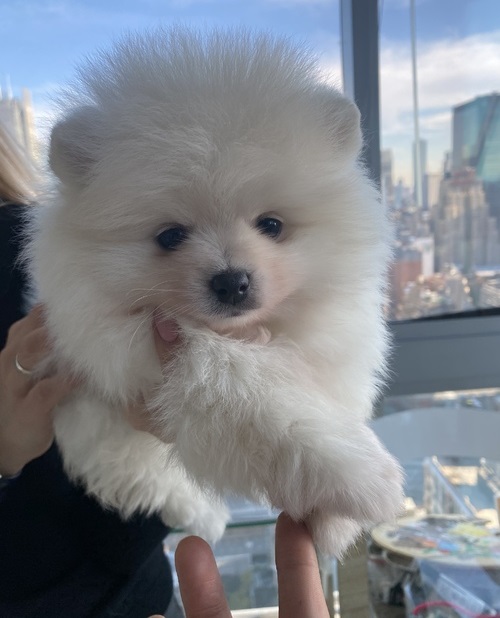 Adorable Pomeranian Puppy for Sale Image eClassifieds4u