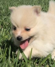 10 weeks old, utd on shots and wormings. Image eClassifieds4U