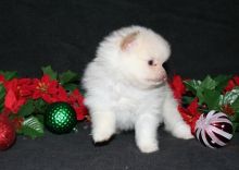 12 weeks old Pomeranian puppies available. Image eClassifieds4U