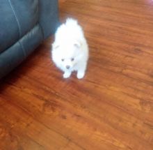 Afectionate Pomeranian Puppies for Free Image eClassifieds4u 1