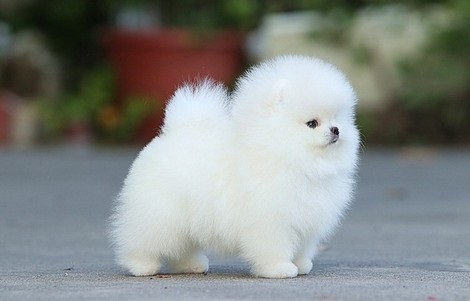 Super adorable Teacup pomeranian Puppies Image eClassifieds4u