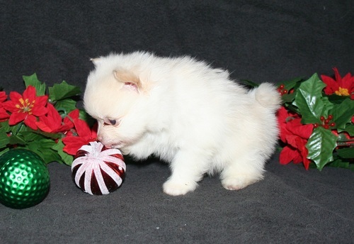 sweet little girl pomeranian Puppies Image eClassifieds4u