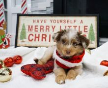 Australian Sheppard puppies, male and female for adoption