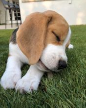 Beagle puppies ready for their new homes