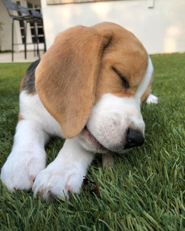 Beagle puppies ready for their new homes Image eClassifieds4u